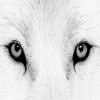 Аватар для White Wolf